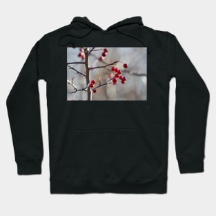 Ripe hawthorn berries Hoodie